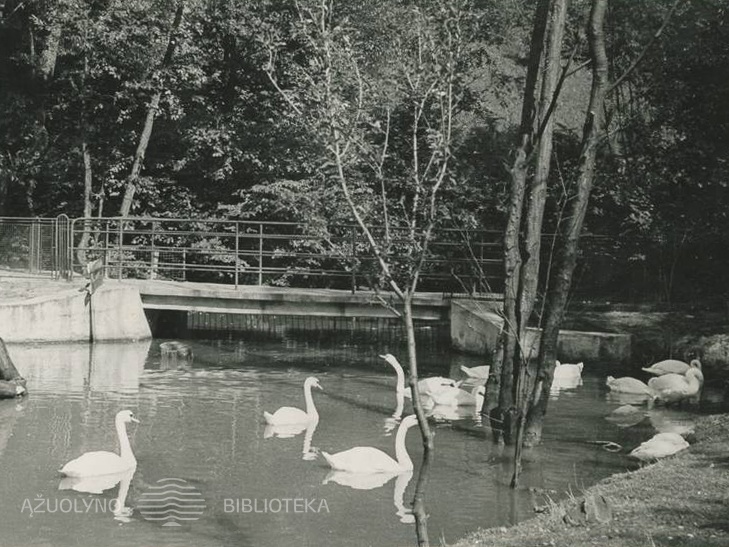 Girstupio upelio tvenkinys Zoologijos sode. 1962 m. Fotogr. P. Juozapavičius [Iš KAVB fondų]