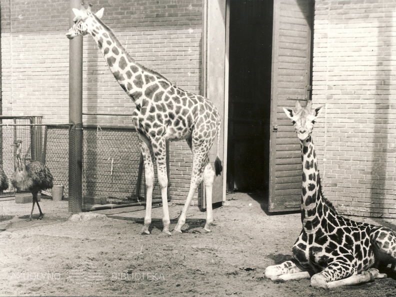 Žirafos Kauno zoologijos sode. 1980 m. Fotogr. A. Pleskačiauskas [Iš KAVB fondų]
