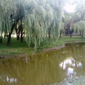Tvenkinys