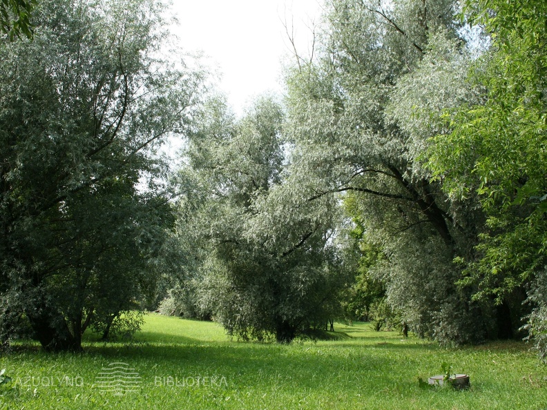 Vaizdingas Gričiupio slėnis