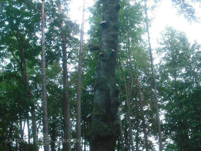 Taikos kalno ąžuolas