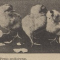Foto viščiukai