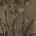 Narcizai