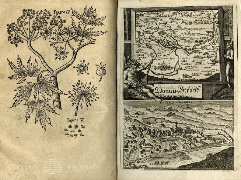 Cicutae aquaticae historia et noxae: Commentario illustrata 