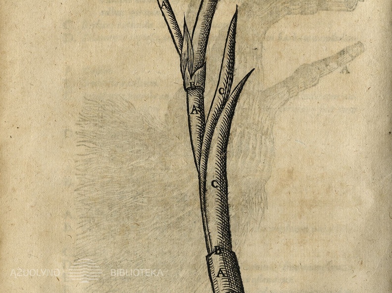 Cicutae aquaticae historia et noxae: Commentario illustrata