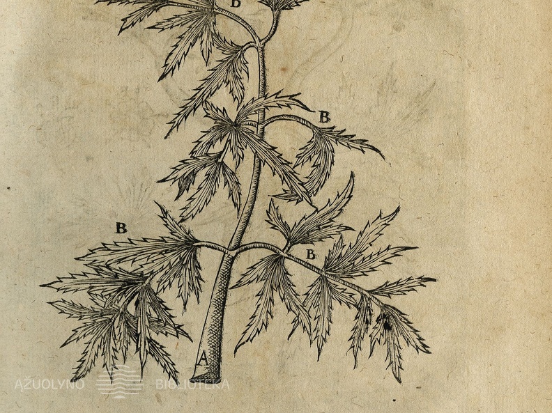 Cicutae aquaticae historia et noxae: Commentario illustrata