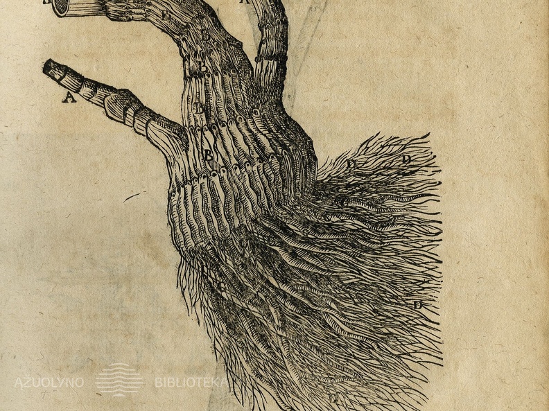 Cicutae aquaticae historia et noxae: Commentario illustrata 