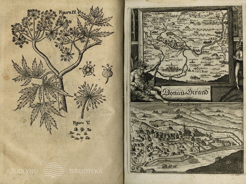 Cicutae aquaticae historia et noxae commentario illustrata