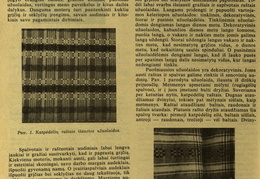Tautinio stiliaus austinės užuolaidos (straipsnio pradžia). Moteris.-1939, nr. 6, p. 86.