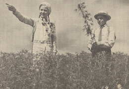 Etnizuota apranga. Jaunasis ūkininkas.-1937, nr. 16, p. titulinis.