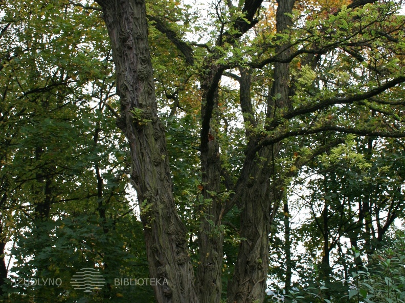 Danutė Kijauskienė prie akacijų