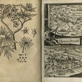 Cicutae aquaticae historia et noxae commentario illustrata